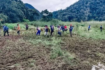 Perhutani siap pulihkan kerusakan Edelweis di Ranca Upas Ciwidey