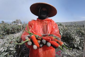 Harga cabai teropong lereng Merapi turun