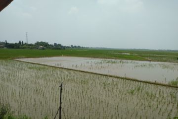 Kerugian sektor pertanian akibat banjir Karawang sekitar Rp2,6 miliar