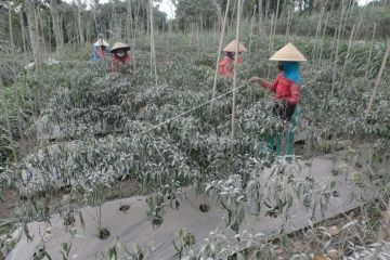 Lahan pertanian terdampak abu vulkanis Gunung Merapi