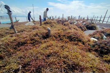 KKP ungkap kendala yang dialami pelaku usaha rumput laut Indonesia
