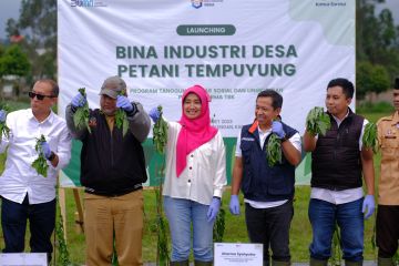 Kimia Farma dorong petani kembangkan potensi tanaman tempuyung