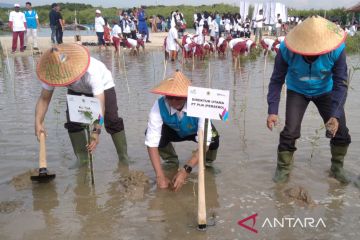 PLN tanam mangrove di Pantai Rembang seluas 100 hektare