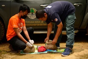 Gakkum KLHK tangkap penjual sisik trenggiling di Jambi