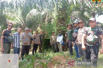 Harimau di hutan Mukomuko alami cedera kaki