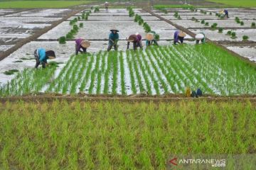 Pakar UGM: Pengembangan genetik baru dukung produksi pangan nasional