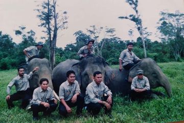 Rimbawan: Tantangan konservasi penyelamatan hutan semakin berat