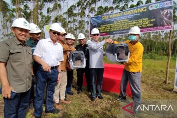 Dua kukang dilepas ke hutan Ogan Komering Ilir