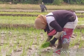 Pemprov sebut lima wilayah di Bengkulu berpotensi jadi lumbung pangan