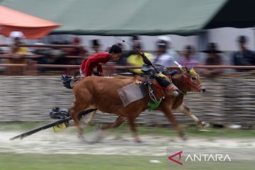 Karapan sapi piala KASAD