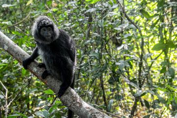 Album Asia: Lutung jawa yang terancam punah kembali ke alam liar