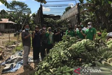DPTPH Kaltim salurkan ribuan bibit pisang kepok kepada petani