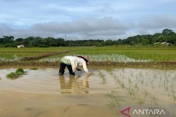 Petani di Desa Bumi Asih produksi 950 ton gabah per tahun