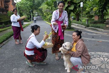 Tradisi Tumpek Uye di Bali