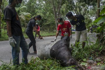 Tapir jantan tewas diduga tertabrak kendaraan di Pekanbaru