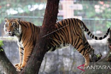 Disinformasi! Video harimau turun gunung setelah erupsi Marapi