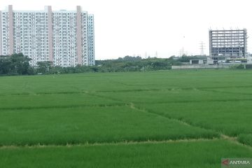 Pemkab Subang gandeng Sang Hyang Seri tingkatkan produksi padi
