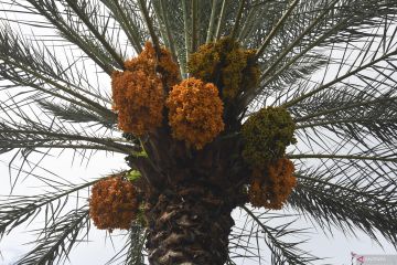 POHON KURMA BERBUAH DI SIGI