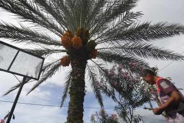 POHON KURMA BERBUAH DI SIGI