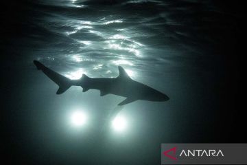 Konservasi hiu karang di Teluk Maya Thailand