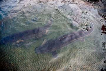 China sukses uji ikan sturgeon Yangtze bereproduksi di alam liar