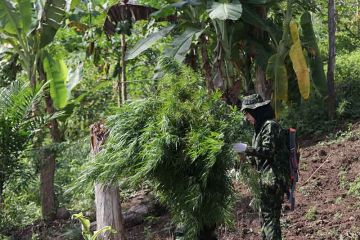 BNN temukan ribuan batang tanaman ganja di pegunungan Aceh Besar