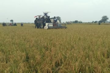 Panen raya padi musim rendeng di Purwakarta meningkat signifikan