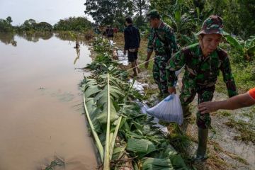 Gotong royong menambal tanggul Sungai Tuntang