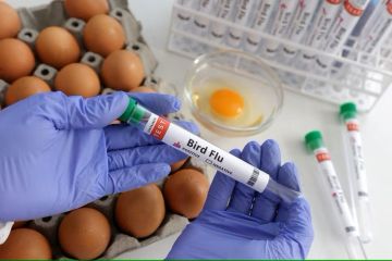 Brazil khawatir vaksin flu burung  akan ganggu  aktivitas perdagangan