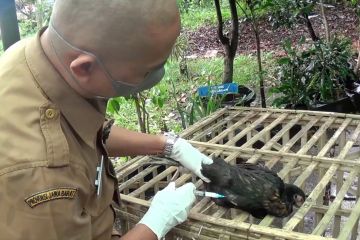 DKPP Bandung gencarkan vaksinasi unggas waspadai flu burung