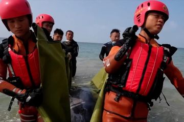 Penyelamatan lumba-lumba terdampar di pantai Hainan