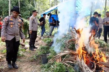 Polres Aceh Utara musnahkan 16 ribu batang ganja basah di ladang