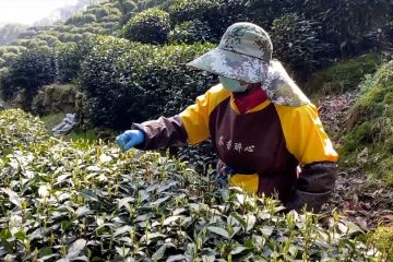 Provinsi Zhejiang, China mulai panen teh Longjing yang terkenal