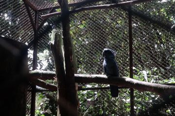 Antisipasi flu burung, ini langkah pencegahan Kebun Binatang Bandung