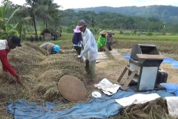 DKPP Kuningan pastikan panen padi melimpah