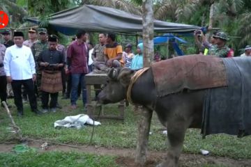 Festival Bantai Adat, sembelih puluhan kerbau sebelum Ramadan