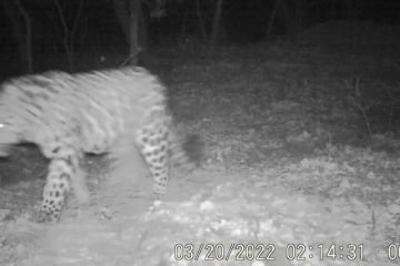 Habitat macan tutul endemik langka meluas di China barat laut