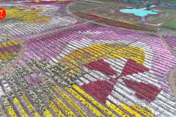 Indahnya konfigurasi bunga krisan yang bermekaran di Hainan China