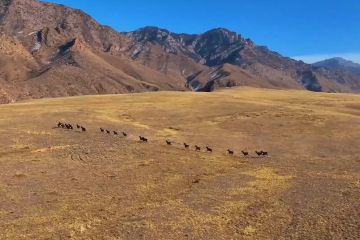 Melihat kehidupan margasatwa di Cagar Alam Nasional Gunung Helan