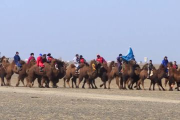 Mongolia gelar festival unta guna hidupkan pariwisata