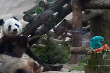 Panda raksasa, saksi persahabatan China-Rusia