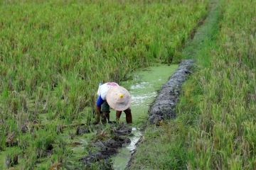 Pendapatan petani di Gorontalo impas dengan pengeluaran