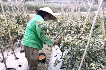 Petani Desa Stabelan lereng Merapi panen dini hasil pertanian