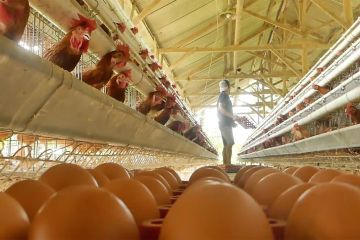 Pinsar jamin ketersediaan telur ayam mencukupi hingga lebaran