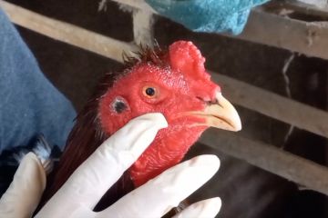 DKPP Kabupaten Madiun cegah penularan flu burung