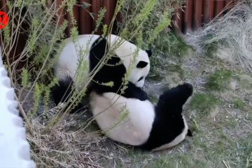 Kebun Binatang Kopenhagen bersiap hadapi musim kawin panda raksasa