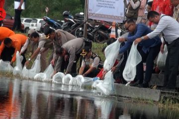 Puluhan ribu ikan betok ditebar di danau bandara di Palangka Raya