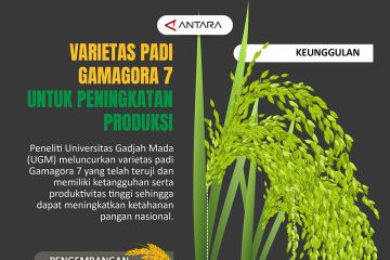 Varietas padi Gamagora 7 untuk peningkatan produksi