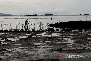 Dishut: 27 ribu hektare hutan mangrove di Sultra mesti direhabilitasi