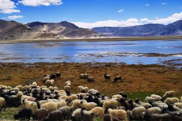 Studi ungkap mekanisme ekologis efek semak di Qinghai-Tibet
